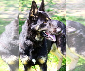 German Shepherd Dog Dogs for adoption in Evansville, IN, USA