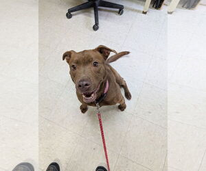 Boxer-Unknown Mix Dogs for adoption in Franklin, North Carolina, NC, USA
