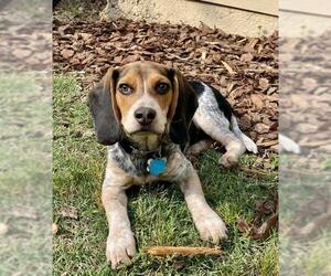 Beagle Dogs for adoption in Woodstock , GA, USA