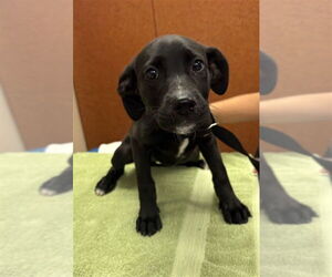 Labrador Retriever-Unknown Mix Dogs for adoption in Rancho Cucamonga, CA, USA