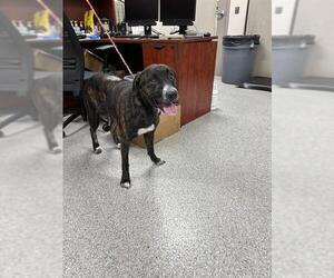 Labrador Retriever Dogs for adoption in Pasadena, TX, USA