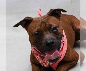 Mutt Dogs for adoption in Sanford, FL, USA