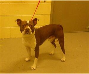 Mutt Dogs for adoption in Sanford, FL, USA