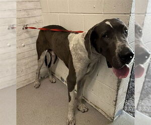 Great Dane Dogs for adoption in San Bernardino, CA, USA