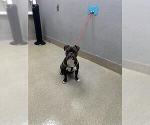 Bulldog-Unknown Mix Dogs for adoption in Las Vegas, NV, USA