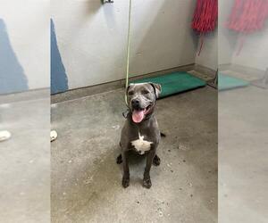 American Pit Bull Terrier-Unknown Mix Dogs for adoption in Camarillo, CA, USA
