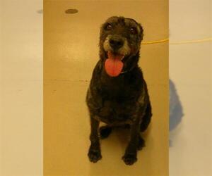 Mutt Dogs for adoption in Sanford, FL, USA