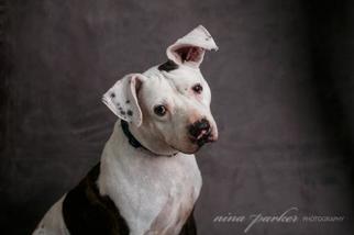 American Bulldog Dogs for adoption in Richmond, VA, USA
