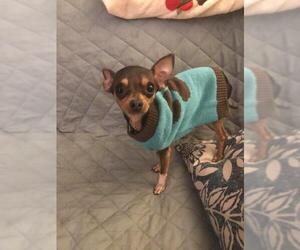 Chihuahua Dogs for adoption in Southampton, NY, USA