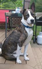 Akita-Staffordshire Bull Terrier Mix Dogs for adoption in Chicopee, MA, USA