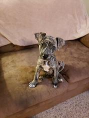 Medium Photo #1 Plott Hound-Unknown Mix Puppy For Sale in Little Rock, AR, USA