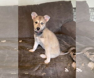 American Eskimo Dog-Huskies  Mix Dogs for adoption in Topeka, KS, USA