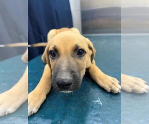 Black Mouth Cur-Unknown Mix Dogs for adoption in Mobile, AL, USA
