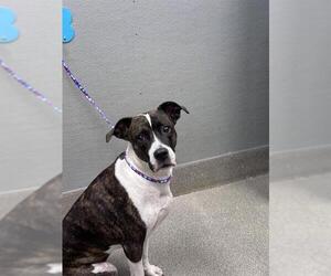 Boxer-Unknown Mix Dogs for adoption in Las Vegas, NV, USA