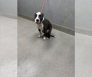 American Pit Bull Terrier-Unknown Mix Dogs for adoption in Las Vegas, NV, USA