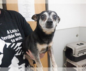 Chihuahua-Unknown Mix Dogs for adoption in Oroville, CA, USA