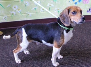 Medium Photo #1 Beagle Puppy For Sale in Waynesboro, PA, USA