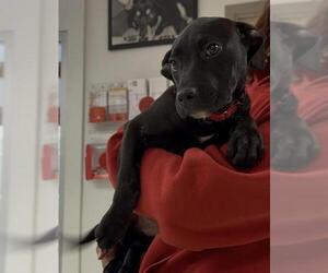 Labrador Retriever-Unknown Mix Dogs for adoption in Brewster, MA, USA