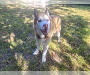Siberian Husky Dogs for adoption in Pasadena, CA, USA