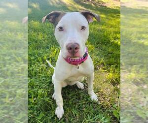 American Pit Bull Terrier Dogs for adoption in Sacramento, CA, USA