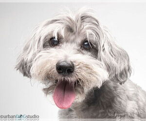 Maltipoo Dogs for adoption in Tampa, FL, USA