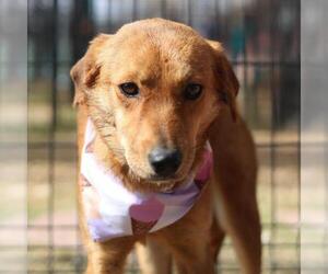 Labrador Retriever-Unknown Mix Dogs for adoption in San Antonio, TX, USA