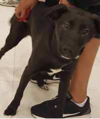 Labrador Retriever Dogs for adoption in Woodbridge, VA, USA