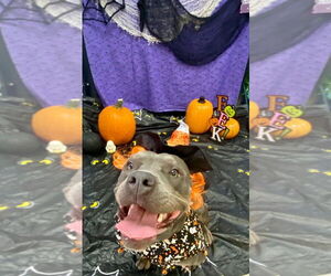 American Pit Bull Terrier Dogs for adoption in Bryant, AR, USA