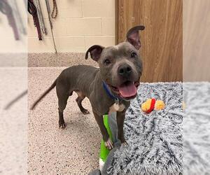 American Pit Bull Terrier Dogs for adoption in Brighton, CO, USA