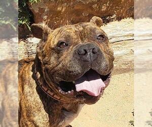 French Bulldog Dogs for adoption in Albuquerque, NM, USA