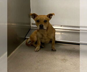 American Pit Bull Terrier-Chihuahua Mix Dogs for adoption in Modesto, CA, USA