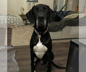 Great Dane Dogs for adoption in Bullard, TX, USA