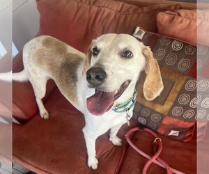 Beagle Dogs for adoption in Las Vegas, NV, USA