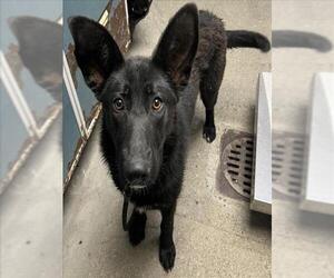 German Shepherd Dog Dogs for adoption in Woodland, CA, USA