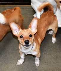 Chi-Corgi Dogs for adoption in San Jacinto, CA, USA
