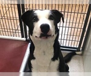 Borador Dogs for adoption in Ames, IA, USA