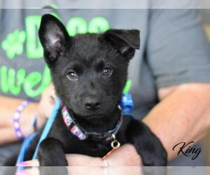 Chow Chow-German Shepherd Dog Mix Dogs for adoption in Montgomery, TX, USA