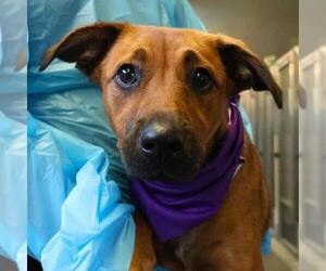 Black Mouth Cur-Unknown Mix Dogs for adoption in San Antonio, TX, USA