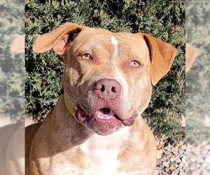 Bulldog Dogs for adoption in Albuquerque, NM, USA