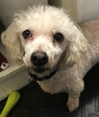Poochon Dogs for adoption in Pottstown, PA, USA