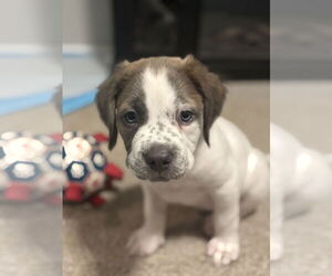 Plott Hound-Unknown Mix Dogs for adoption in Holly Springs, NC, USA