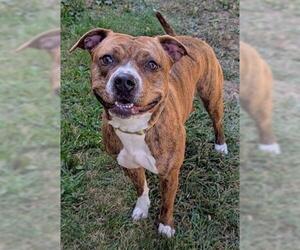 American Pit Bull Terrier Dogs for adoption in Akron, OH, USA
