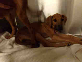 Plott Hound Dogs for adoption in Norco, CA, USA