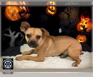 French Bullhuahua Dogs for adoption in HESPERIA, CA, USA