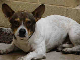 Pembroke Welsh Corgi Dogs for adoption in Waco, TX, USA