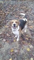 Small Beagle-English Foxhound Mix