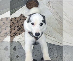 Huskies -Pomeranian Mix Dogs for adoption in Osgood, IN, USA