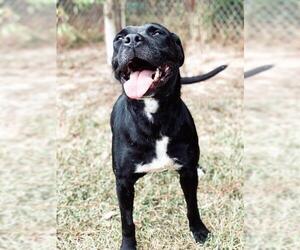 Boxador Dogs for adoption in Oxford, MS, USA