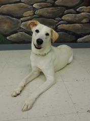 Medium Photo #1 Labrador Retriever Puppy For Sale in Fayetteville, NC, USA