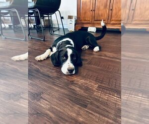 Bagle Hound Dogs for adoption in Scottsboro, AL, USA